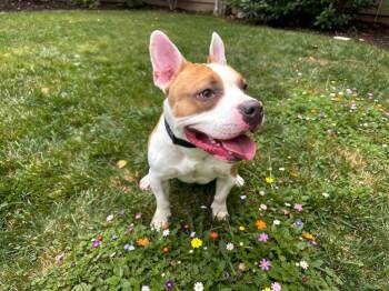 Tipsy -  Pit Bull Terrier Dog for Adoption in Sebastian, Florida - Tipsy | PetCurious