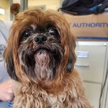Yoshi -  Shih Tzu Dog for Adoption in Tunkhannock, Pennsylvania - Yoshi | PetCurious