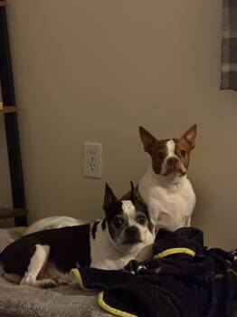 Kiko and Kiara Bonded Pair -  Boston Terrier Dog for Adoption in New York, New York - Kiko And Kiara Bonded Pair | PetCurious