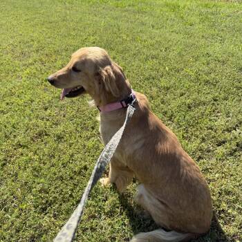 Golden Retriever Dogs Available for Adoption in Muldrow, Oklahoma - Lady | PetCurious