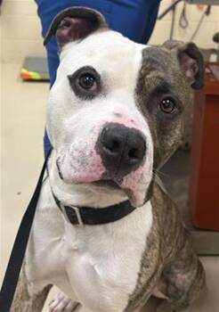SPARROW -  Pit Bull Terrier and Mixed Breed Dog for Adoption in Aliquippa, Pennsylvania - SPARROW | PetCurious