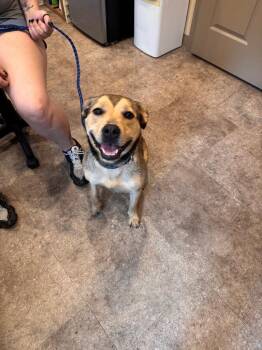 Sage -  Pit Bull Terrier and Labrador Retriever Dog for Adoption in Pottsville, Pennsylvania - Sage | PetCurious