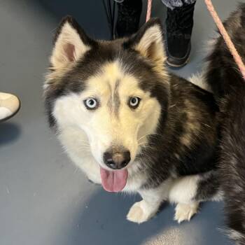 Husky Dogs Available for Adoption - Honey | PetCurious