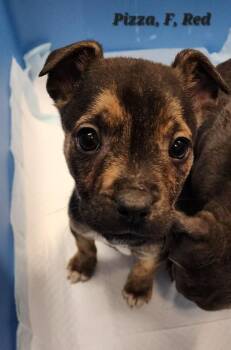 Mixed Breed Dogs Available for Adoption - Pizza | PetCurious