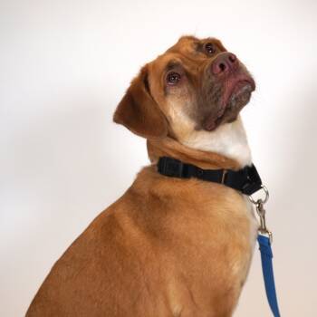 Rescue Yellow Labrador Retriever Dogs for Adoption in West Palm Beach, Florida - Ginger | PetCurious