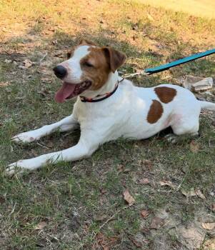Rescue Jack Russell Terrier Dogs for Adoption in Troy, Alabama - Lucas | PetCurious