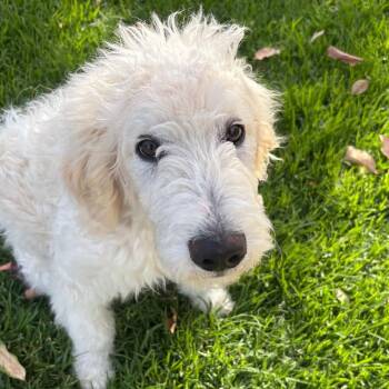 Labradoodle Dogs Available for Adoption in Rancho Santa Margarita, California - Truman | PetCurious