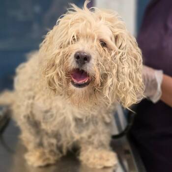 Rowdy -  Mixed Breed Dog for Adoption in Newark, New Jersey - Rowdy | PetCurious