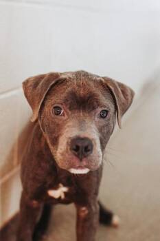 American Staffordshire Terrier and Mixed Breed Dogs Available for Adoption in North Charleston, South Carolina - 92142a Boss Dog | PetCurious