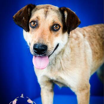 Maggie "Sarah" -101604U-2 -  Retriever and Shepherd Dog for Adoption in Tupelo, Mississippi - Maggie "Sarah" -101604U-2 | PetCurious