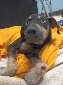 Rescue Shepherd and Mixed Breed Dogs for Adoption in Moultrie, Georgia - Golden Boy | PetCurious