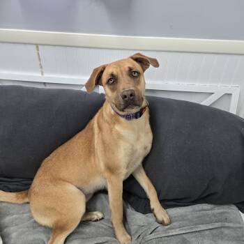 Rescue Black Mouth Cur Dogs for Adoption in Butler, Kentucky - Stella | PetCurious