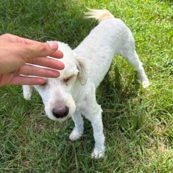 Cloud Sterling -  Miniature Poodle Dog for Adoption in Houston, Texas - Cloud Sterling | PetCurious