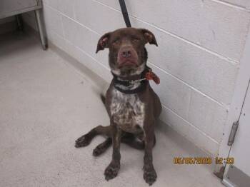 Hound and Pointer Dogs Available for Adoption in Marietta, Georgia - (17) | PetCurious