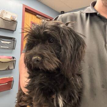 Terrier Dogs Available for Adoption - Jigglypuff | PetCurious