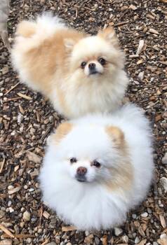 Rescue Pomeranian Dogs for Adoption in Kemble, Ontario - Cookie & Sugar | PetCurious