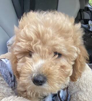 LEXI -  Bichon Frise and Miniature Poodle Dog for Adoption in Toronto, Ontario - LEXI | PetCurious