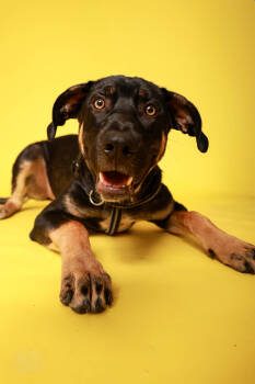 Rescue Maremma Sheepdog and Cane Corso Dogs for Adoption in Vienna, Ontario - Ares | PetCurious