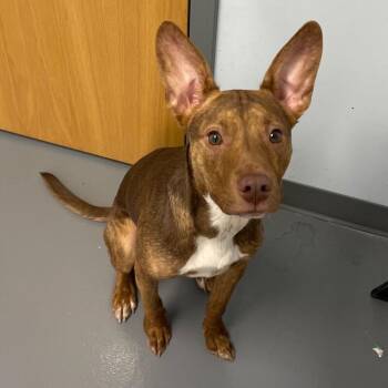 Basenji and Mixed Breed Dogs Available for Adoption in Roanoke, Virginia - Thor | PetCurious
