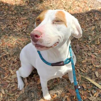 Mixed Breed Dogs Available for Adoption in Williston, Florida - Cleo | PetCurious