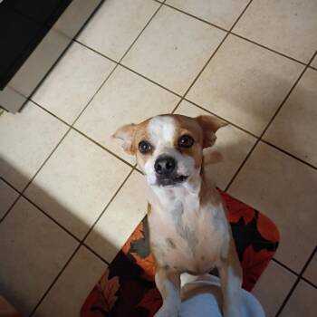 Buddy -  Chihuahua and Beagle Dog for Adoption in Columbus, North Carolina - Buddy | PetCurious