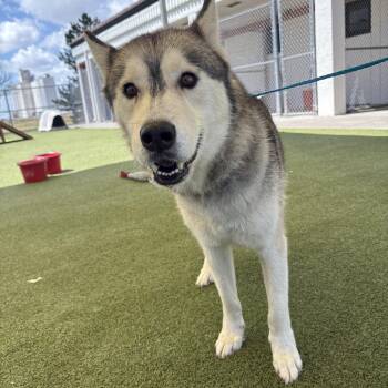 Juno -  Husky Dog for Adoption in Hays, Kansas - Juno | PetCurious