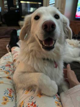 Queenie -  Great Pyrenees and Retriever Dog for Adoption in Las Vegas, Nevada - Queenie | PetCurious
