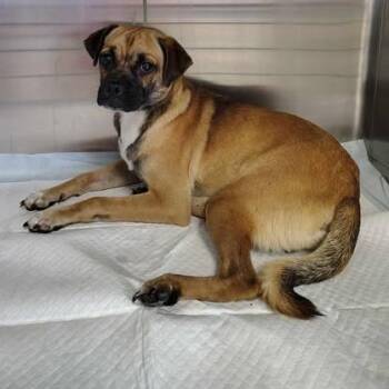 Browui 26-07-040 -  Chihuahua and Pug Dog for Adoption in Bastrop, Texas - Browui 26-07-040 | PetCurious
