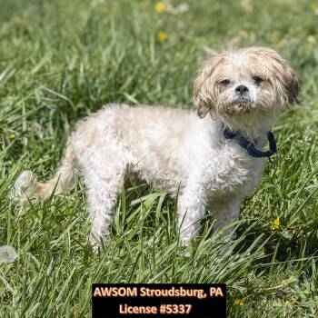 Maltipoo Dogs Available for Adoption in Stroudsburg, Pennsylvania - Herbert | PetCurious