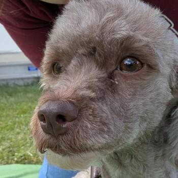 Poodle Dogs Available for Adoption in Houston, Texas - Myrtle | PetCurious