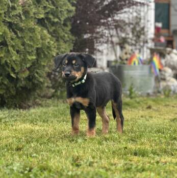 Cattle Dog Dogs Available for Adoption in Bothell, Washington - Moe | PetCurious