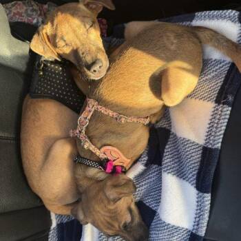 Starburst -  Chihuahua and Mixed Breed Dog for Adoption in Visalia, California - Starburst | PetCurious