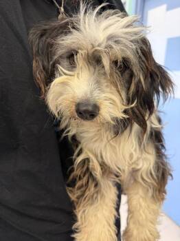 Wheaten Terrier and Mixed Breed Dogs Available for Adoption in Belton, Texas - Onyx | PetCurious