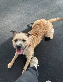 Rescue Wheaten Terrier and Border Terrier Dogs for Adoption in Willingboro, New Jersey - Nugget | PetCurious