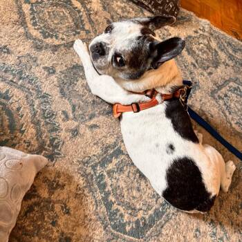 Hank -  French Bulldog Dog for Adoption in New Fairfield, Connecticut - Hank | PetCurious