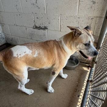 Muffin -  Shepherd and Mixed Breed Dog for Adoption in Edinburg, Texas - Muffin | PetCurious