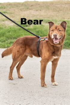 Mixed Breed Dogs Available for Adoption in Macomb, Illinois - Bear | PetCurious