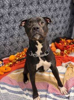 Shadow -  American Staffordshire Terrier Dog for Adoption in Delson, Quebec - Shadow | PetCurious