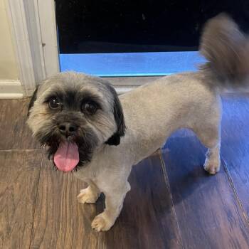 Peque - Home to Home -  Shih Tzu Dog for Adoption in South Elgin, Illinois - Peque - Home To Home | PetCurious