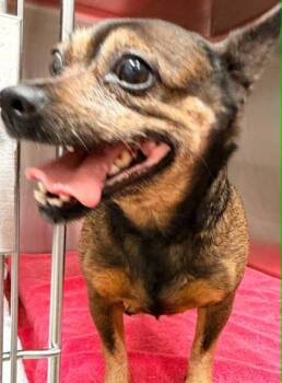 Jackie -  Chihuahua and Mixed Breed Dog for Adoption in Bowling Green, Kentucky - Jackie | PetCurious