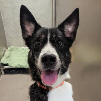 Border Collie and Mixed Breed Dogs Available for Adoption in Baltimore, Maryland - Mango Pete | PetCurious