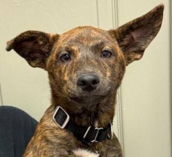 Terrier Dogs Available for Adoption in Littleton, Colorado - Davie | PetCurious