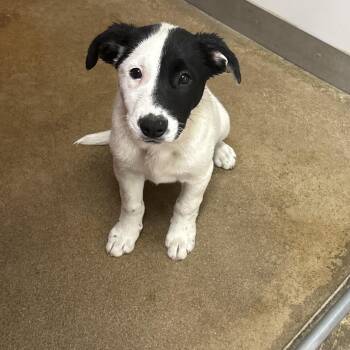 Chief -  Jack Russell Terrier Dog for Adoption in Sterling, Colorado - Chief | PetCurious