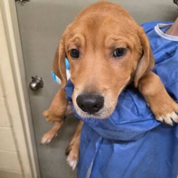 Rescue Labrador Retriever and Mixed Breed Dogs for Adoption in Duncan, Oklahoma - Theo | PetCurious