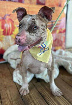 Rescue Pit Bull Terrier Dogs for Adoption in Deering, New Hampshire - Cloudy Lasagne | PetCurious