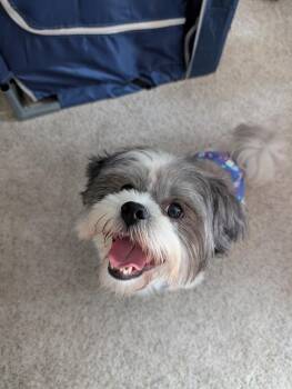 Bumi -  Lhasa Apso Dog for Adoption in Youngsville, North Carolina - Bumi | PetCurious