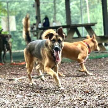 Chaz -  German Shepherd Dog Dog for Adoption - Chaz | PetCurious