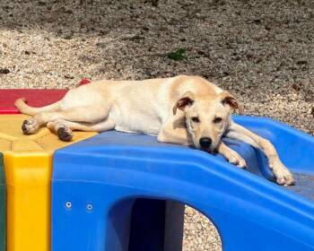 Sky -  Labrador Retriever Dog for Adoption in Hartsville, South Carolina - Sky | PetCurious