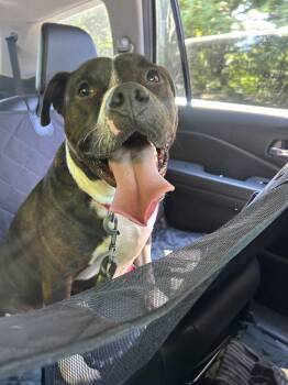 Sully - URGENT - foster needed -  Terrier Dog for Adoption in Doylestown, Pennsylvania - Sully - URGENT - Foster Needed | PetCurious