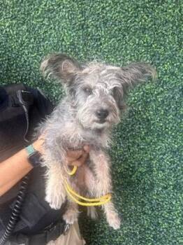 61411611 -  Schnauzer and Mixed Breed Dog for Adoption in El Paso, Texas - 61411611 | PetCurious